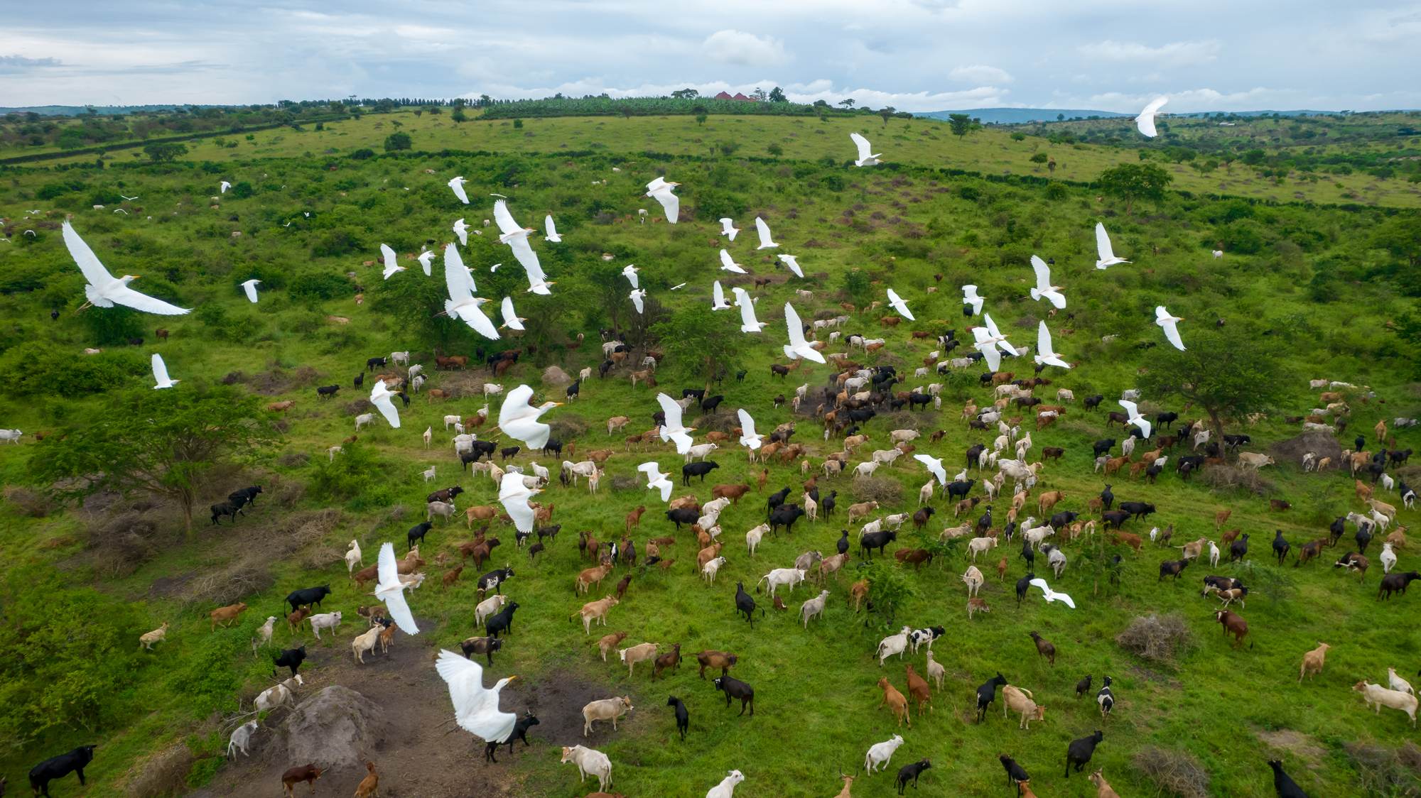Cattle egrets in flight over a grazing herd on green rangeland