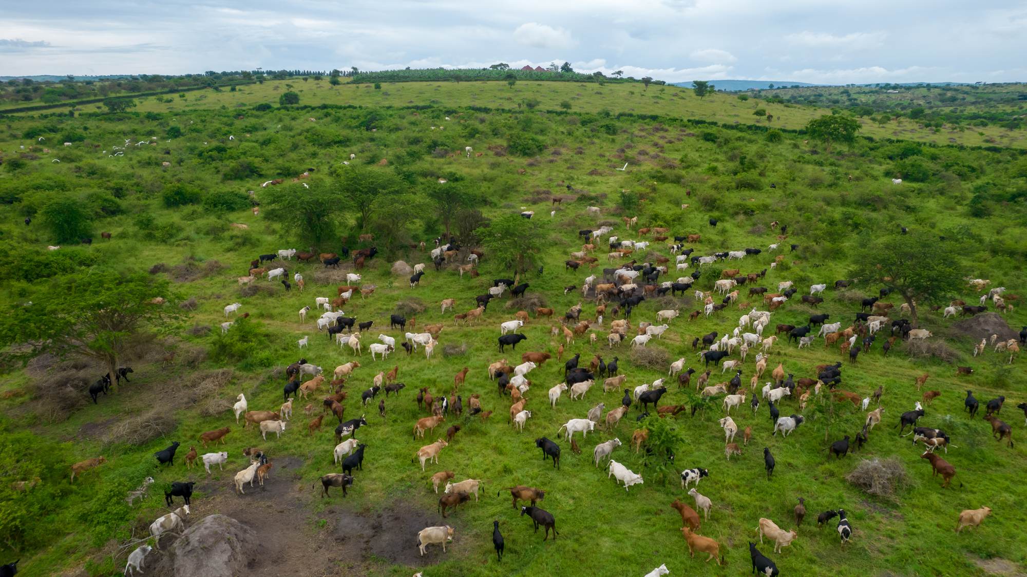 A large mixed herd of cattle spread across green African rangeland